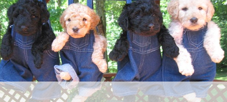 Four Labradoodles in Yellow and Black Color | Very Affordable Puppies in Adams, TN